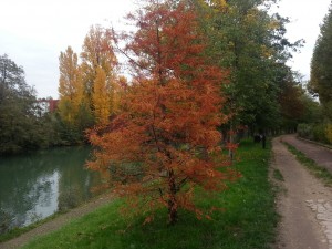 votre running dans le Val de Marne sur ses rives