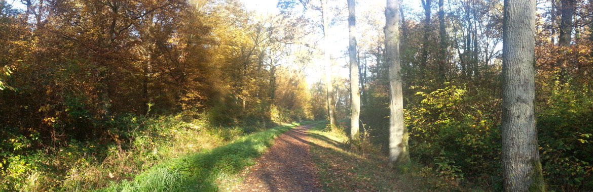 Un running en forêt ?